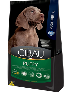 Cibau puppy